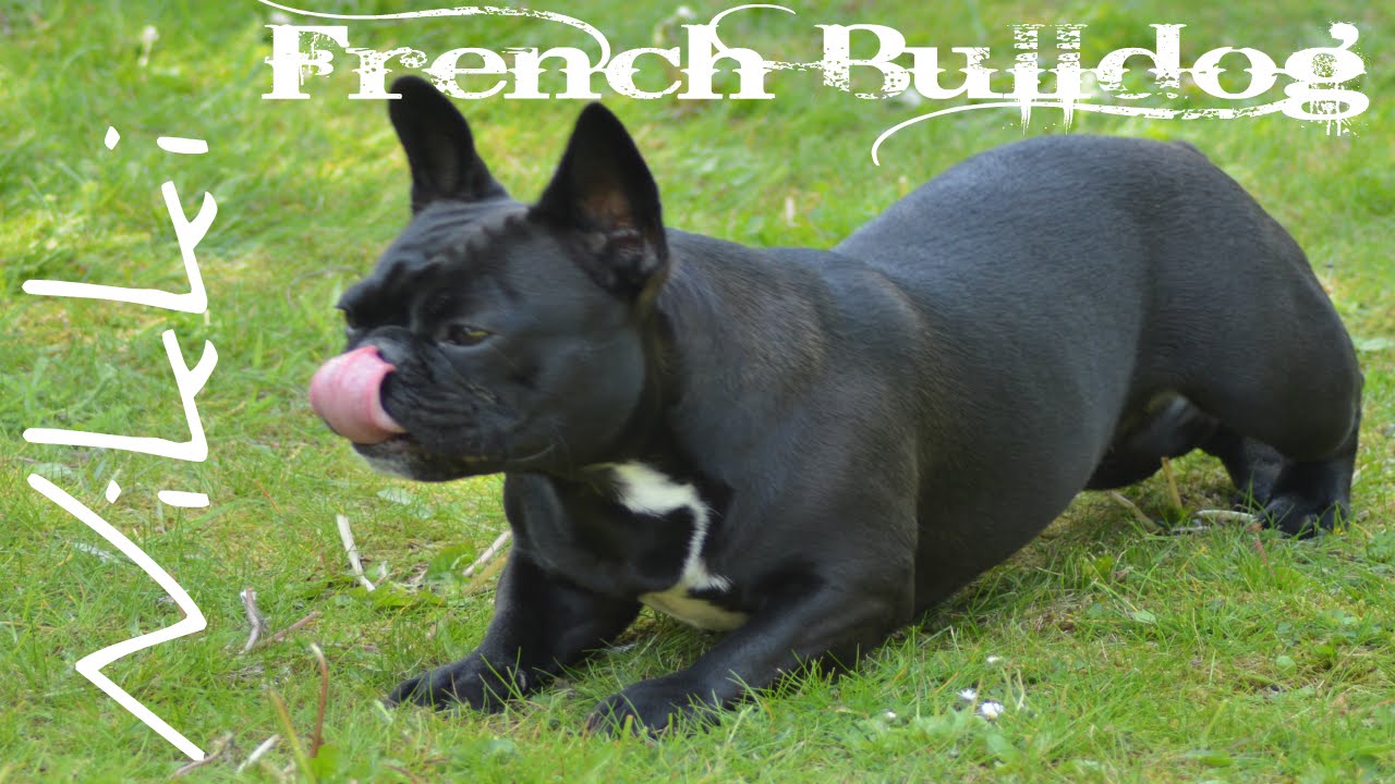 French bulldog protecting puppy YouTube