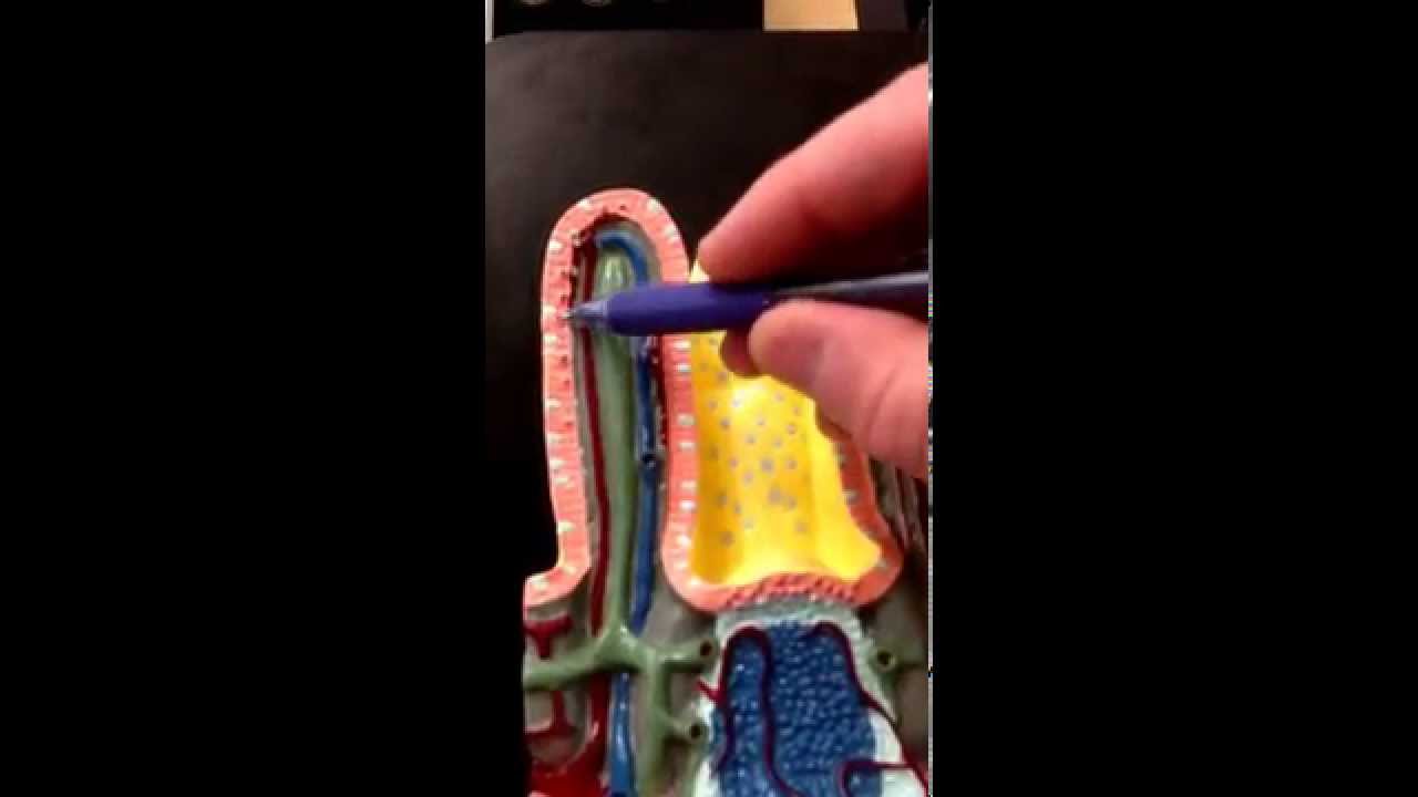 Digestive System 3 (Small Intestine) - YouTube