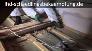 Schädlinge Im Holz 0911 431 99 50 I.h.d.