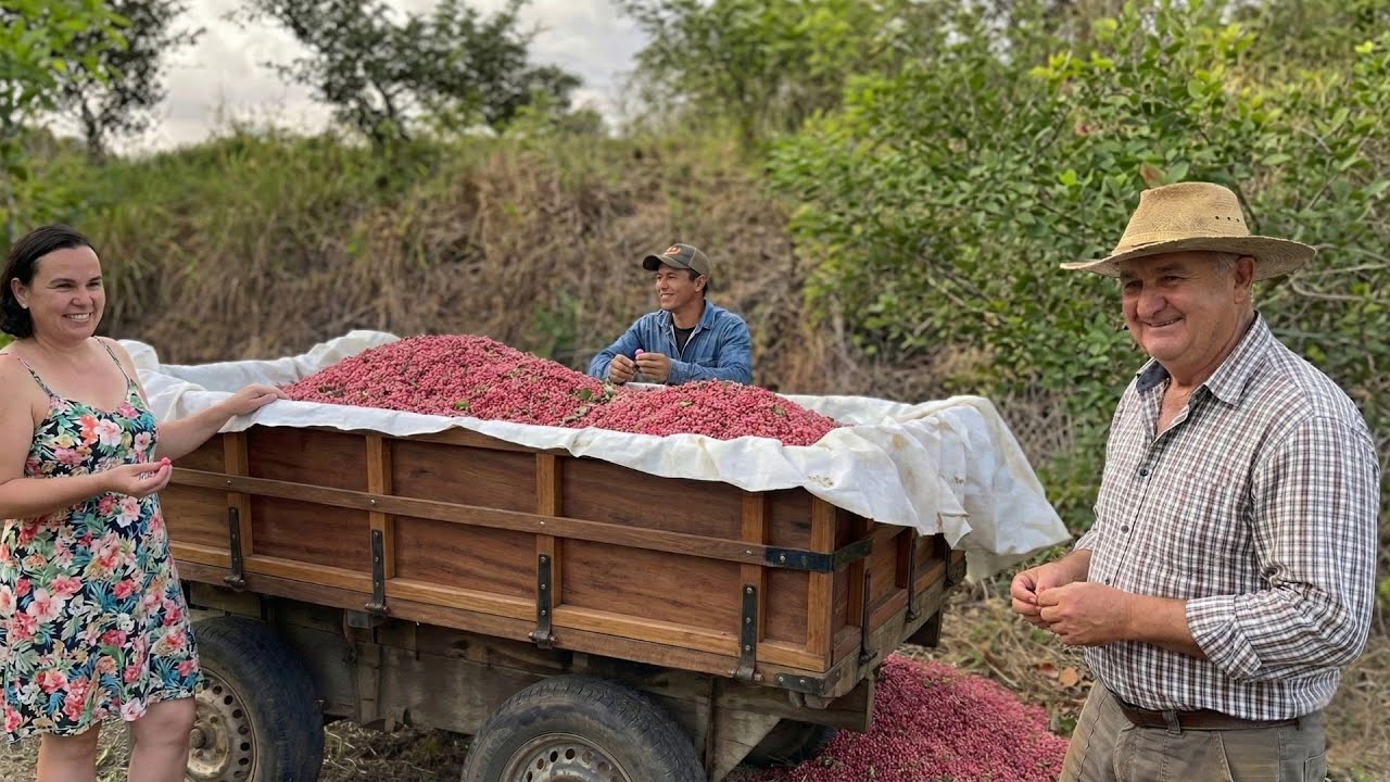 ELES INVESTIRAM NA PLANTAÇÃO DE PIMENTA ROSA EM MINAS