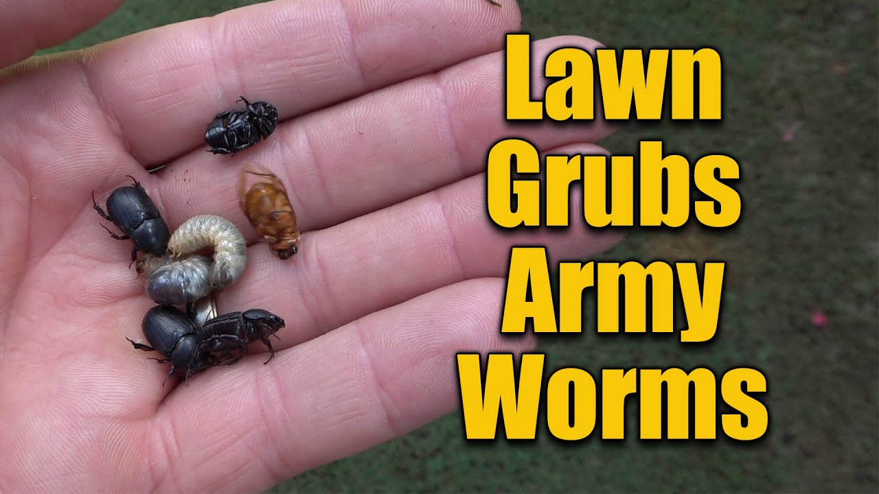 Lawn Grubs and Army Worms Take Action Now 