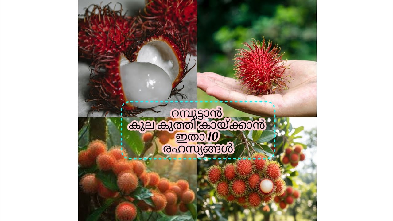 റംബുട്ടാൻ കുല കുത്തി കായ്ക്കാൻ 10 ടിപ്സ് 