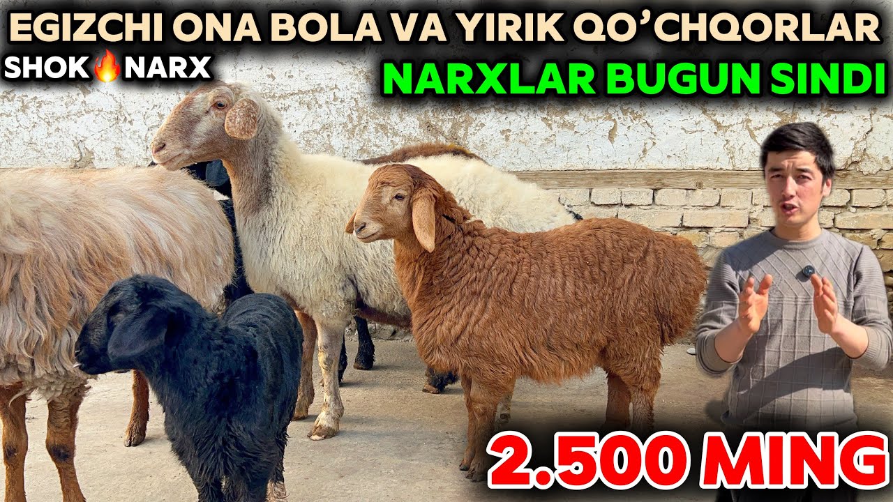 QAHRAMON EGIZCHI ONA BOLA QO’YLAR VA QO’CHQOR SOVLIQLAR NARXINI YORVORDI SHOSHILING