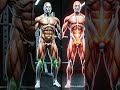 Deadlift Ya Squat Kaunsa Better Hai? The Real Science #Shorts