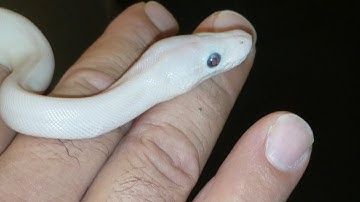 Ball Python Clutch 5 Clean Up Video Our first BEL