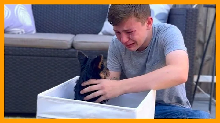 New Puppy Surprise Compilation | Sweet Puppy Gift Moments