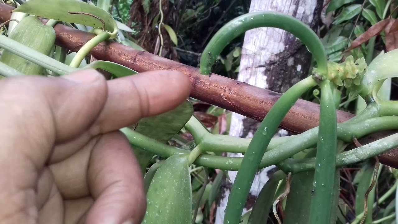 Cara kawin vanili kubalahin 