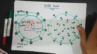 اضطرابات الجهاز المناعي : السيدا