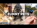 Funny Cat, Dog &amp; Animal Videos | Funny Pets Compilation - 5