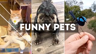 Funny Cat, Dog &amp; Animal Videos | Funny Pets Compilation - 5