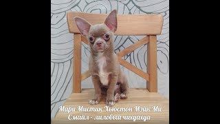 ЧИХУА ЛИЛОВЫЙ ХЬЮСТОН ( МАРИ МИСТИК ) ПРОДАЖА ЧИХУАХУА ЧИХУА ЛИЛОВЫЙ ХЬЮСТОН ( МАРИ МИСТИК ) ПРОДАЖА ЧИХУАХУА