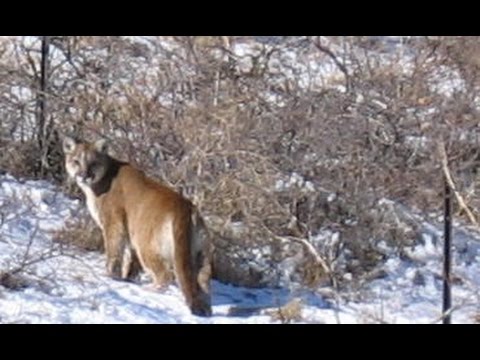 Mountain Lion Crossbow Hunting Kills