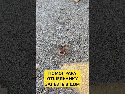 Как рак отшельник
