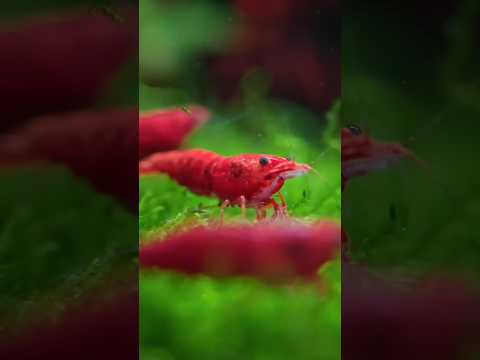 SHRIMP & MOSS The perfect combo? #shrimp #moss