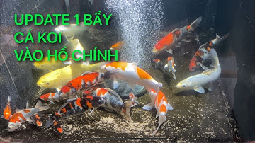 UPDATE CÁ KOI NHẬT VÀO HỒ CHÍNH || CÁ KOI VLOG TRẦN ĐỨC CƯỜNG