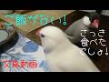 ご飯がありません　ご飯ください　お腹ぺこぺこです　文鳥ズ　文鳥動画