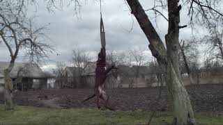 Morgan Apbt 11Months