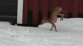 Italian Greyhound