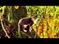 Warrior Cat Movie Trailer 