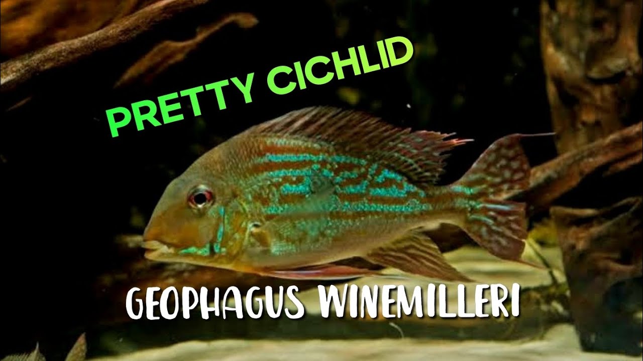GEOPHAGUS WINEMILLERI // EARTHEATER CICHLID