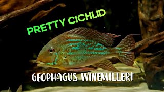 Download Lagu GEOPHAGUS WINEMILLERI // EARTHEATER CICHLID Download Lagu GEOPHAGUS WINEMILLERI // EARTHEATER CICHLID