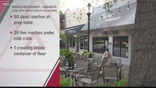 Restaurant Red Alert: Dead and live roaches found at 3 different Tampa Bay restaurants