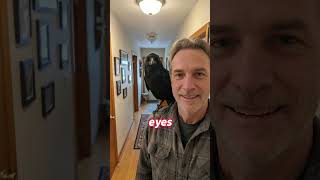 This is a raven. He’s basically a six-foot muscle guy wearing feathers.#raven #shorts #animals