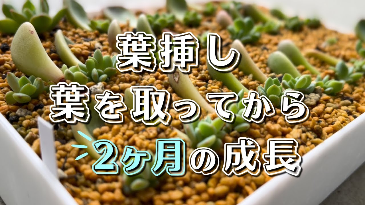 Growth of leaf cuttings two months after plucking [Succulent