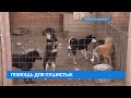 Помощь для собак из ангарского приюта «Помоги выжить»