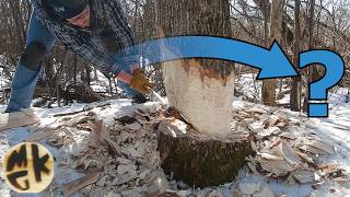 Axe felling a tree against its lean: Trying out the Schwarzwald Technique