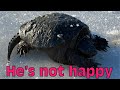 Found a huge snapping turtle under the ice while running the trap line {set remakes} (vlog 45)