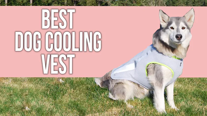 5 Best Dog Cooling Vests