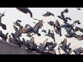 Why Bird Exclusion Matters in Las Vegas - Protect Your Home & Property