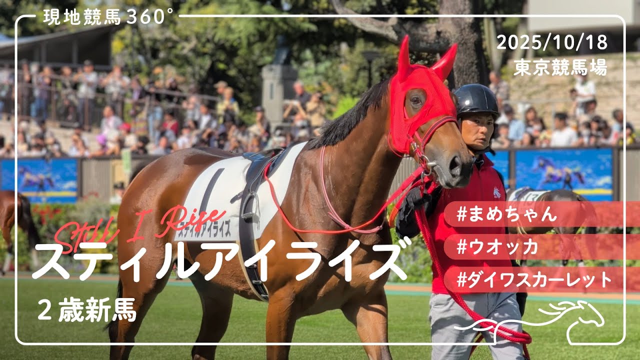 スティルアイライズ | 2歳新馬 | パドック/本馬場入場/レース | 2025 スティルアイライズ | 2歳新馬 | パドック/本馬場入場/レース | 2025