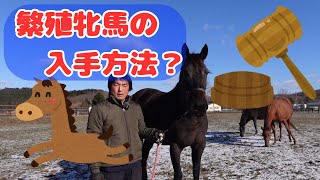 How do I get a broodmare? How do I get one?