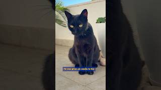 New Cancer Drug Could Help Cats and People