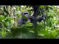 Gorilla Habituation and Behavior