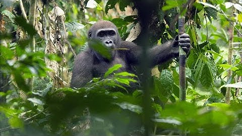 Why Habituation is a Dangerous Game for Conservationists