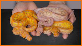 This Ball Python Clutch is INSANE!