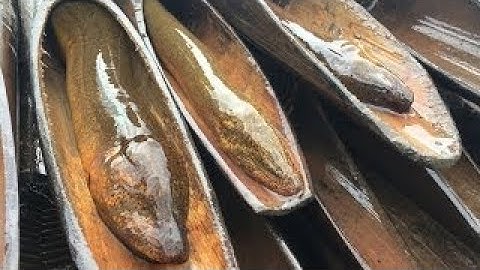 Eel Trap With Plastic Pipe Made by Three Boy Amazing Eel Trap Three Boys Catch Eel Using P