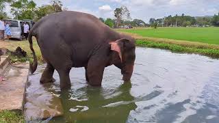 Elephant LOVES Bath Time | Elephant swimming