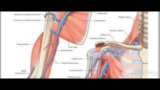 Brachial artery relations with muscles 4
