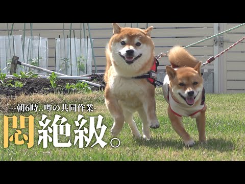 ママ柴ちゃん 柴犬とママの心温まる日課！ふたりの共同作業が話題に🦴♡ - YouTube
