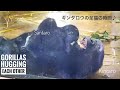Bonding-Moments: Juvenile Gorilla Cuddles the Infant | Kintaro & Santaro