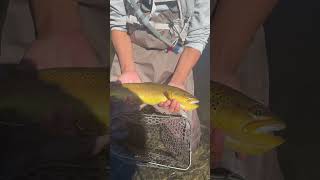 Fly fishing in Colorado: The most gorgeous brown trout this 14-year old kiddo ever caught. #trout