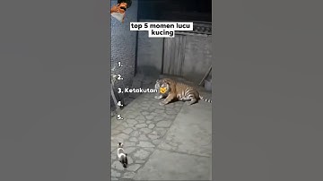 Top 5 momen lucu kucing 😹 #videolucu #funnyvideo #meme #memesdaily