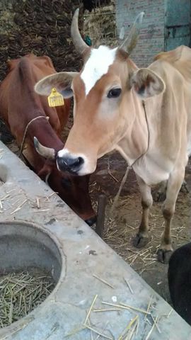 creazy sound of cow #short #shortvideo #village #animals #shortsvideo #cow #sound