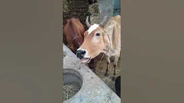 Creazy Sound Of Cow Short Shortvideo Village Animals Shortsvideo Cow Sound 