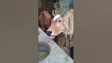 Thumbnail of creazy sound of cow #short #shortvideo #village #animals #shortsvideo #cow #sound