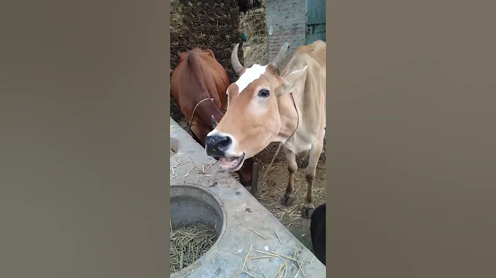 creazy sound of cow #short #shortvideo #village #animals #shortsvideo #cow #sound - DayDayNews
